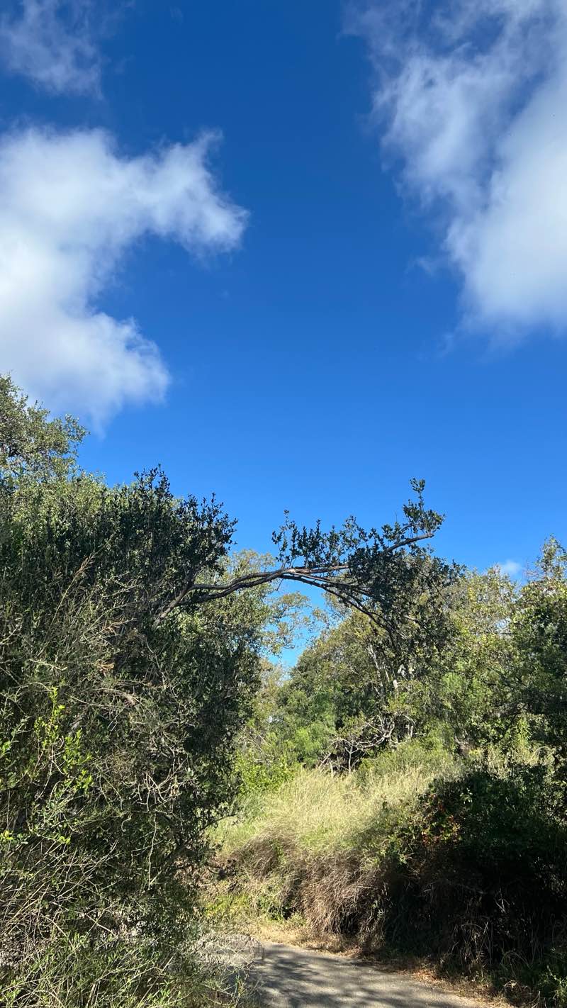 walking near me in McAllister Park in summer