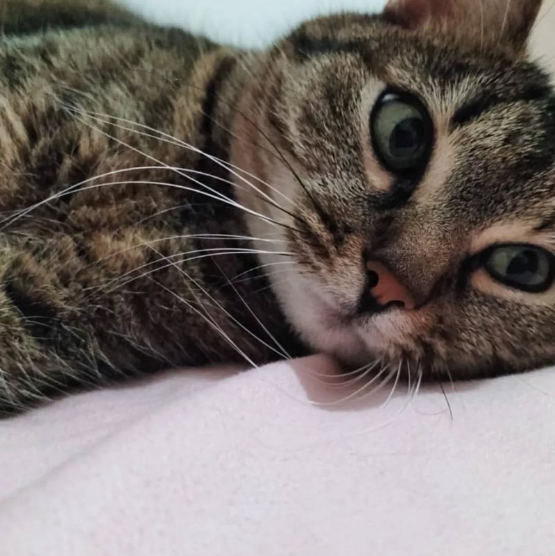 Simina Scutelnicu profile