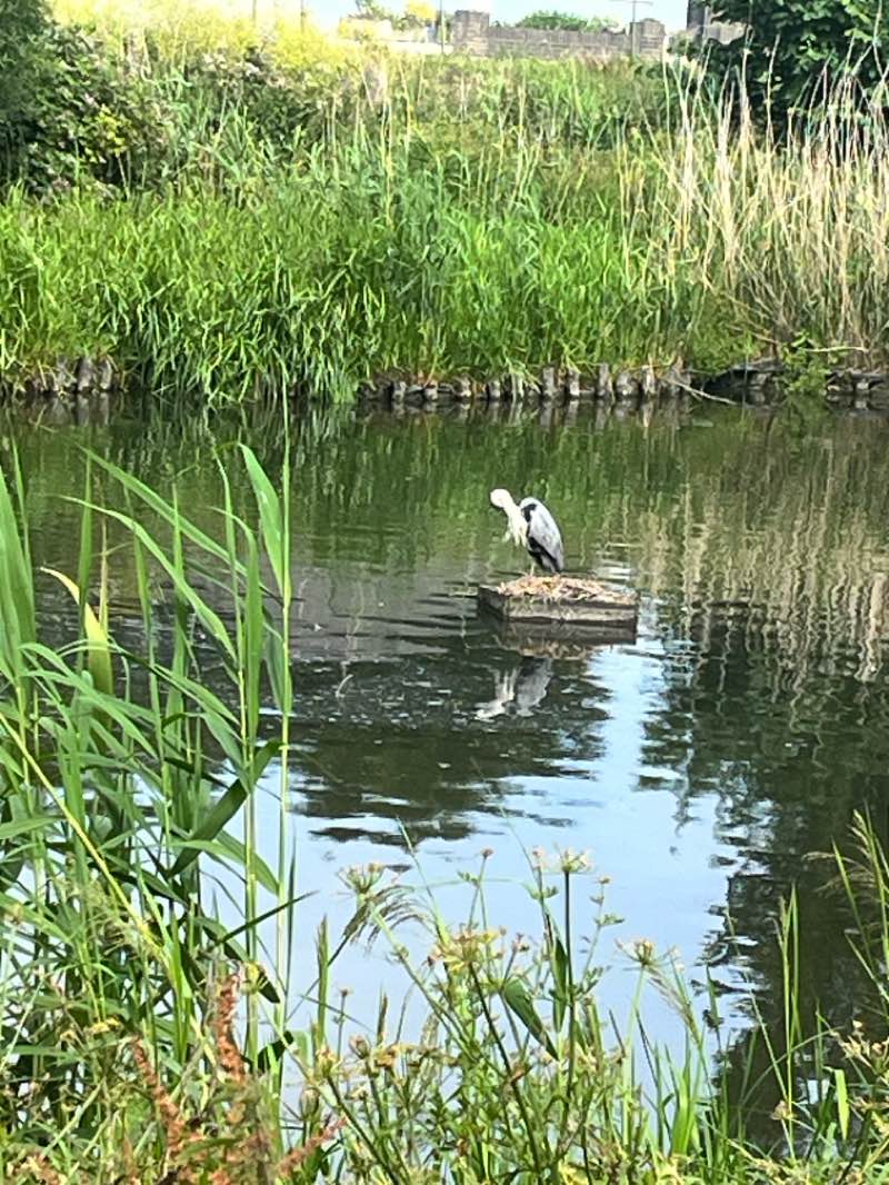 walking near me in Brooklands Pleasure Park in summer