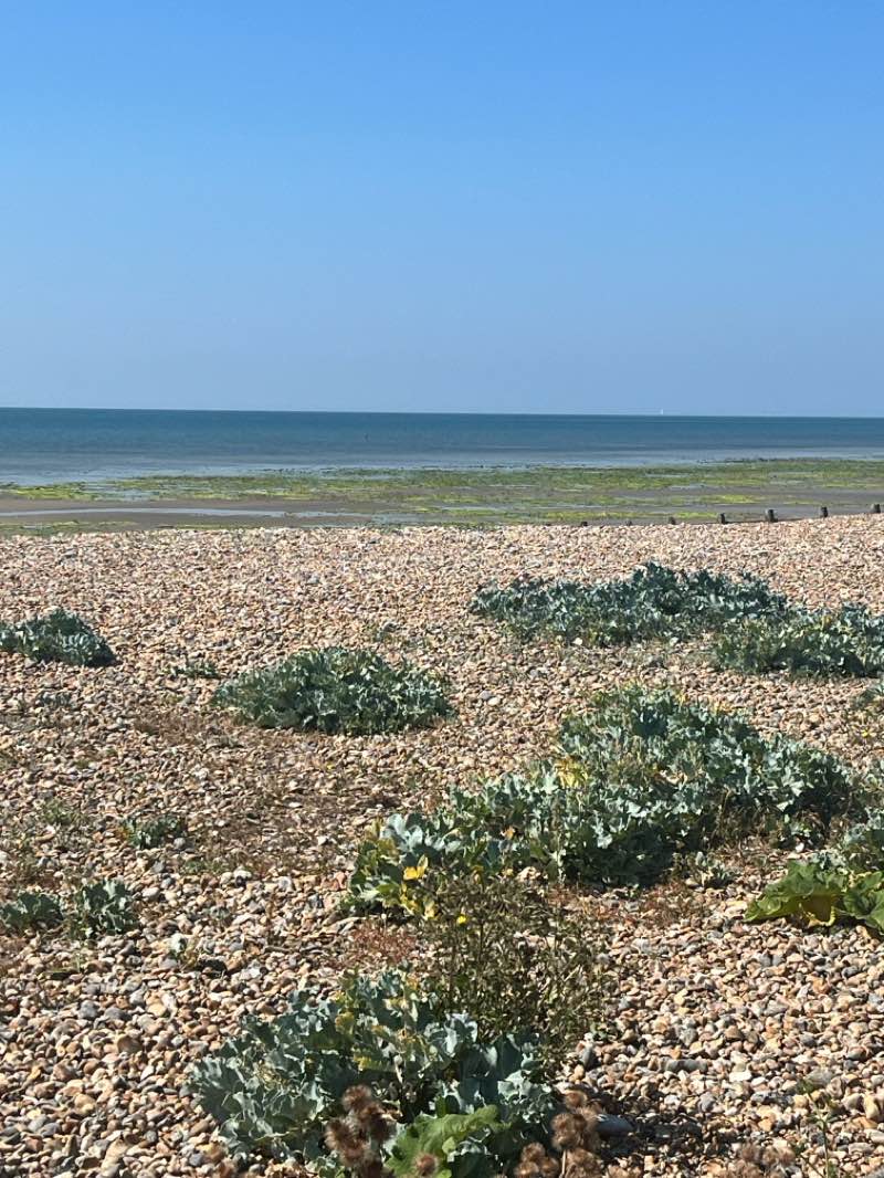 walking near me in Marine Gardens in summer