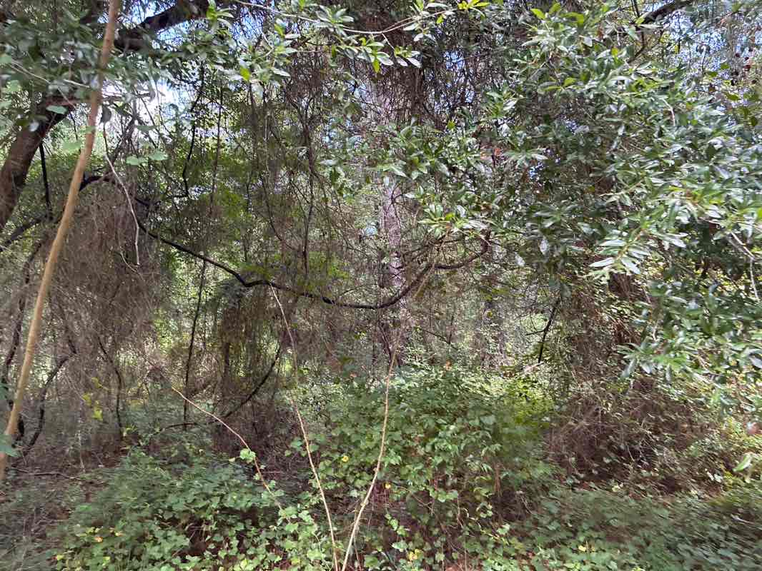 walking near me in Santos Tract in summer