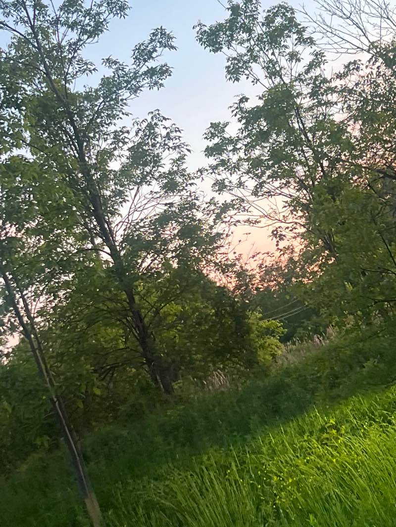 walking near me in Dann Lake Park in summer