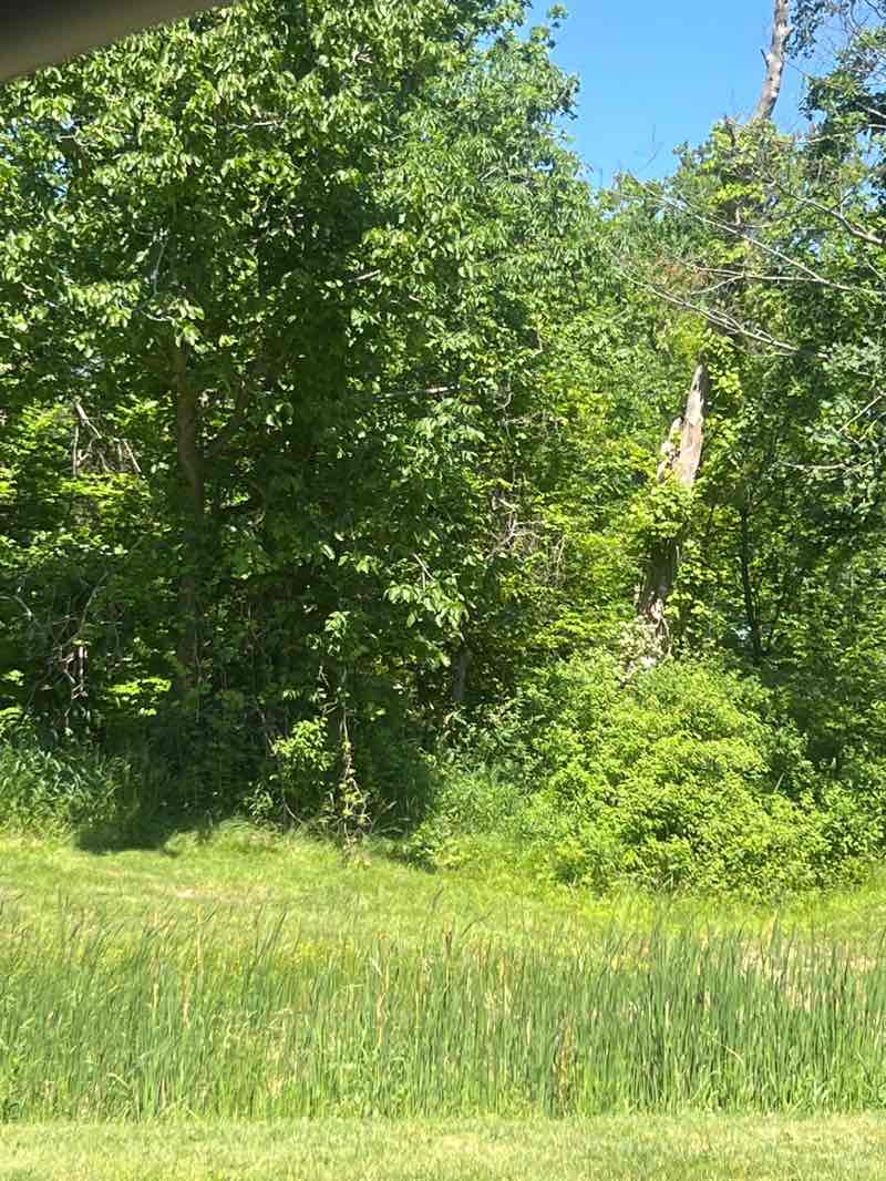 walking near me in Walden Pond Park in summer