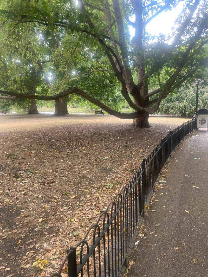 walking near me in St. James's Park in summer