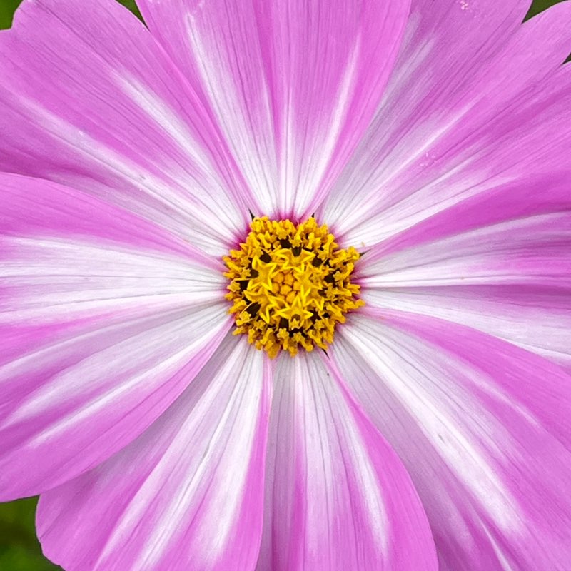 김영민 50204 profile