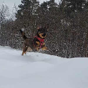 Paulina K. PKD-M profile