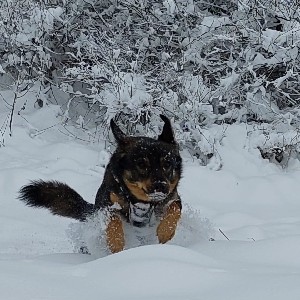 Paulina K. PKD-M profile