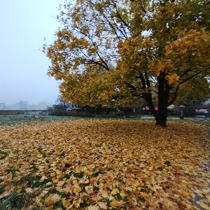 Dorota K. PKD-M profile