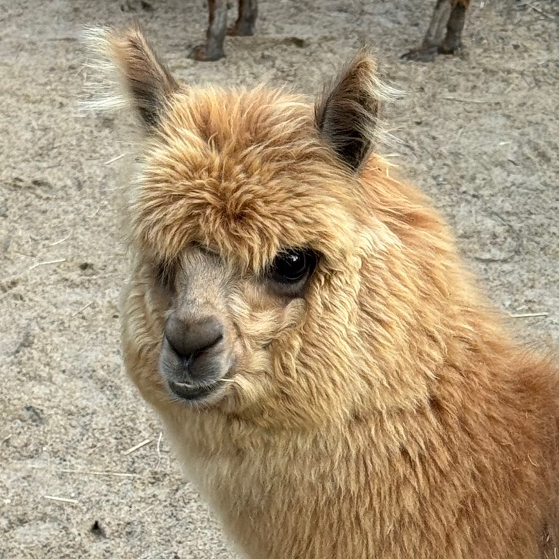 Мария Кирюшина profile