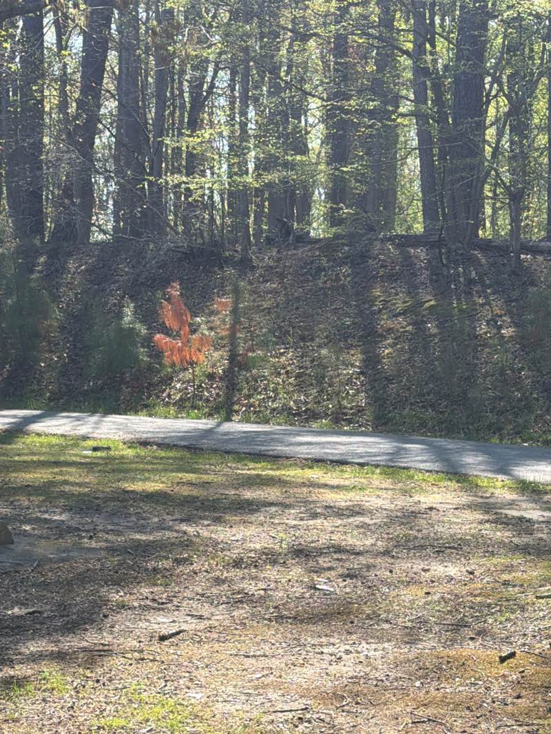 walking near me in Flag Ponds Nature Park in spring