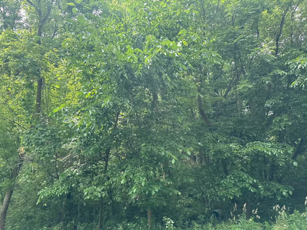 walking near me in Naga-Waukee County Park in summer