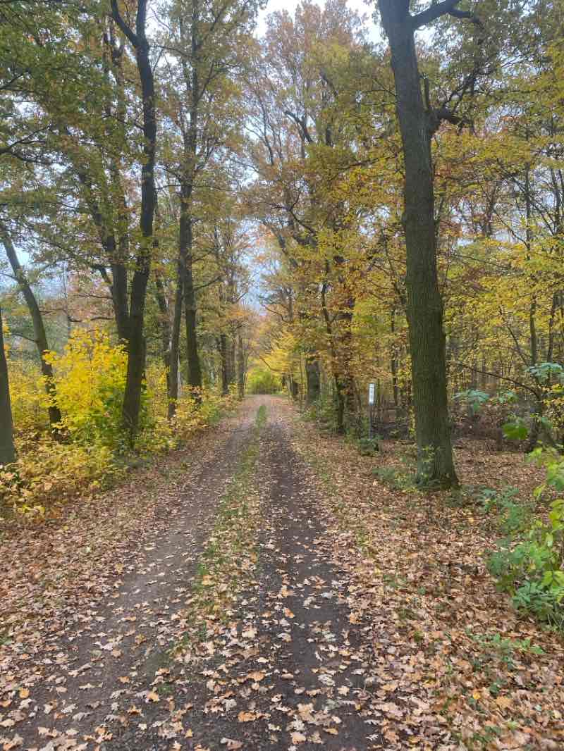 walking near me in Tiergarten in autumn