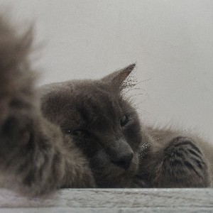 0679_ Aditya Putra profile