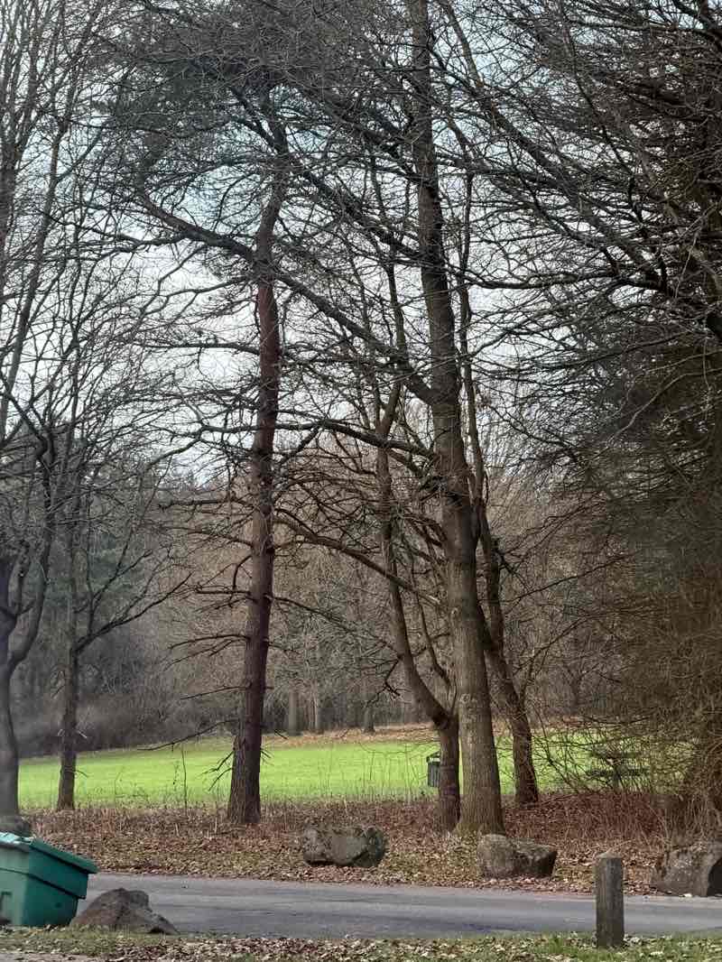 walking near me in Balbirnie Park in winter
