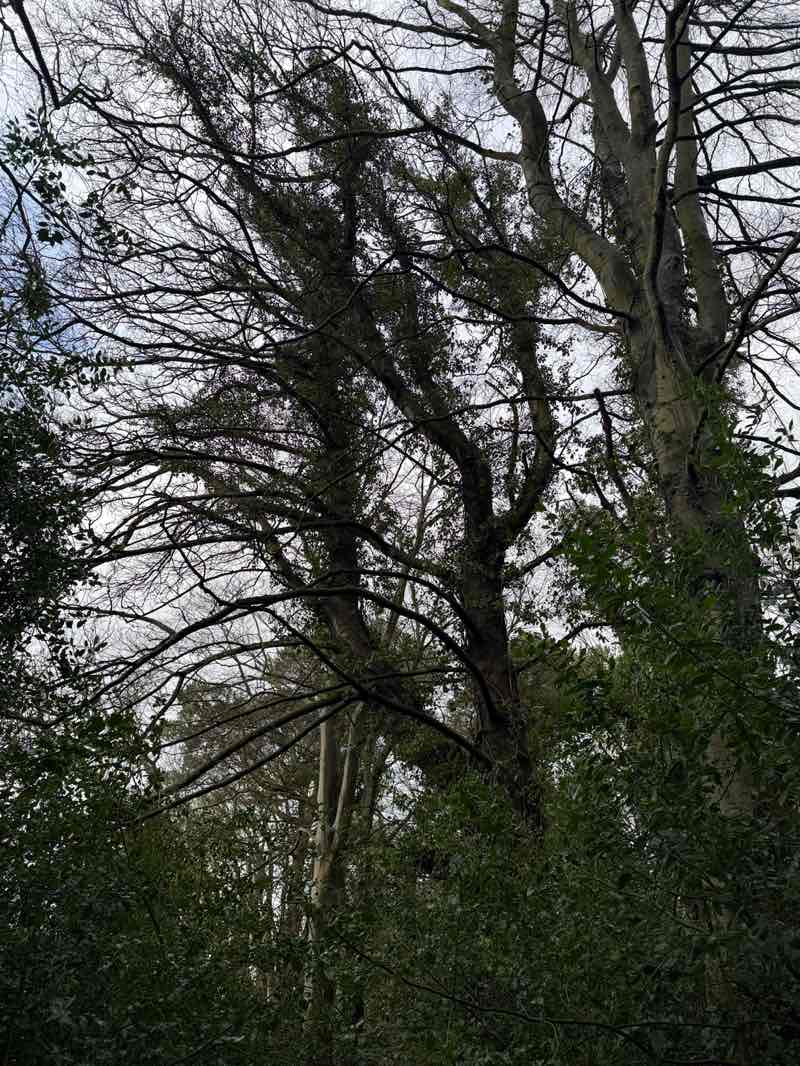walking near me in Kinbrae Park in winter