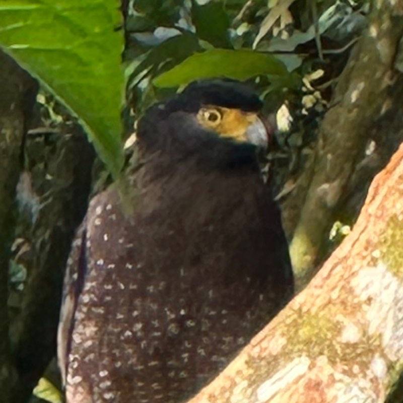 Ahmad Safwan bin Mohamad Salleh