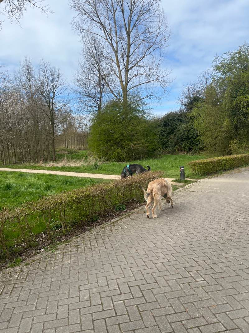 walking near me in Bos der Onverzettelijken in spring