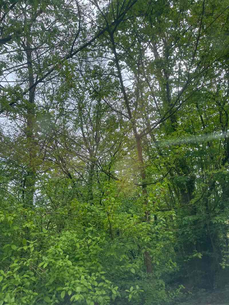walking near me in Beatrixpark in spring