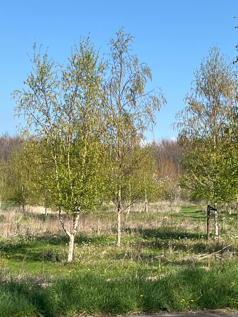 walking near me in De Kiem in spring