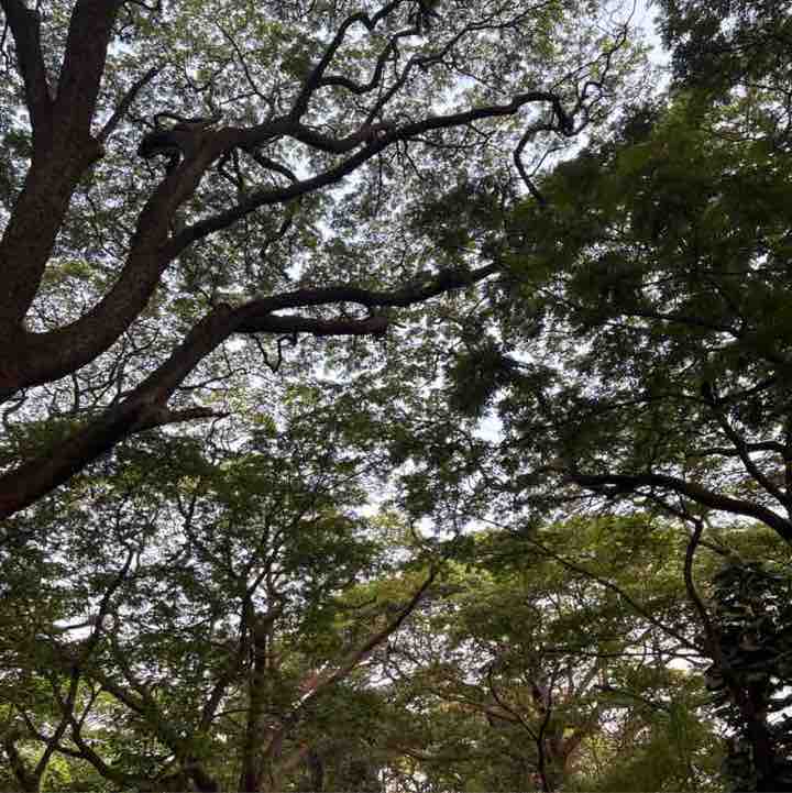 Srinag post 1