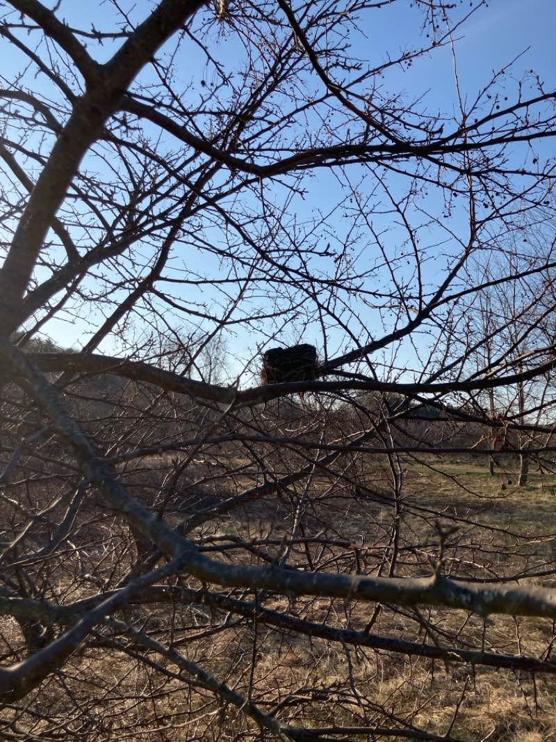 walking near me in Woodsom Farm North in spring