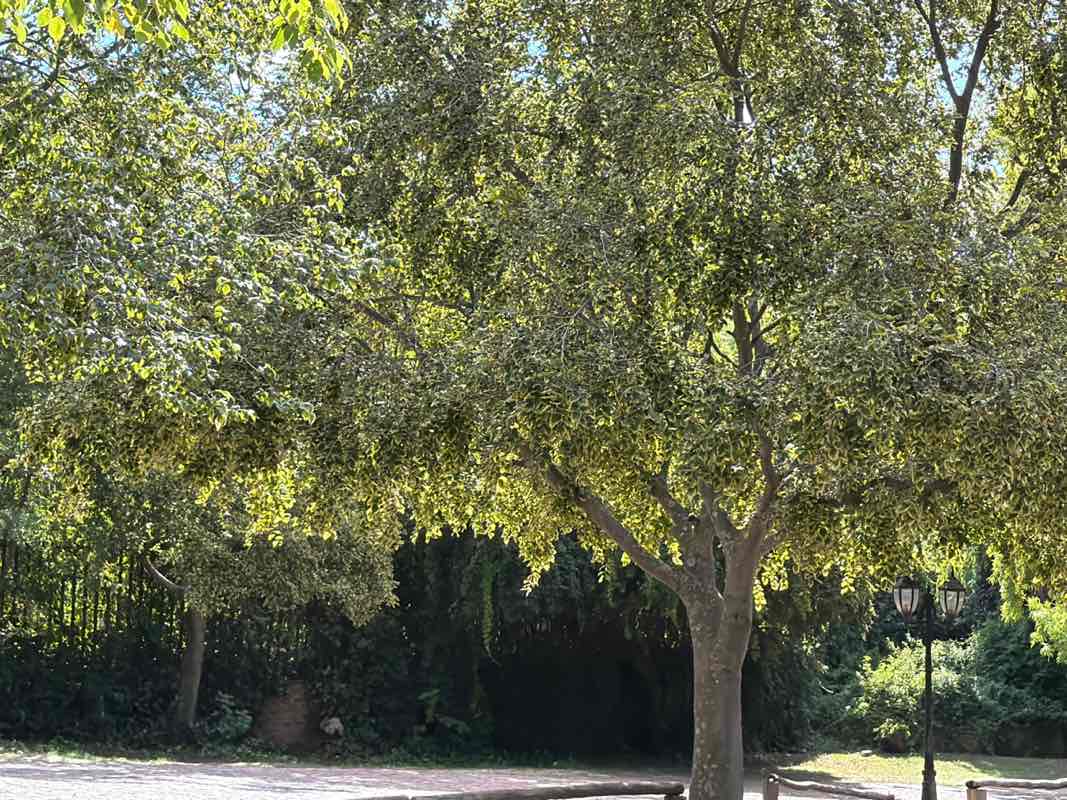 walking near me in Blandford Manor Botanical Gardens in summer