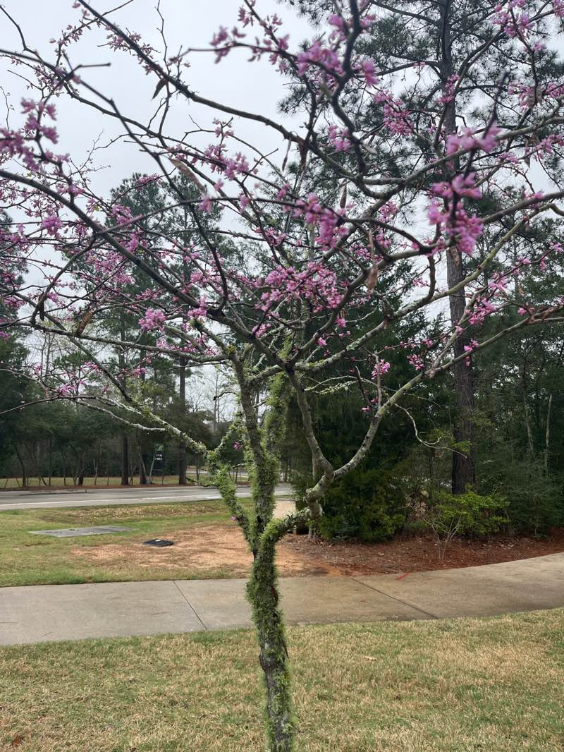 walking near me in The Woodlands Hills Park in spring