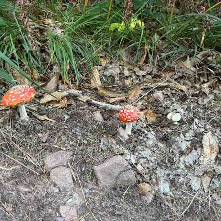 Amis Sparnaciens Mathéo post image