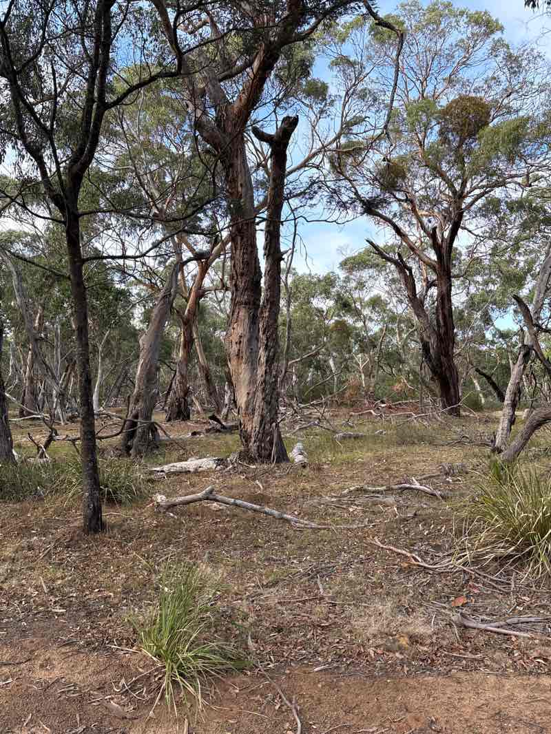 walking near me in Dereel H26 Bushland Reserve in autumn