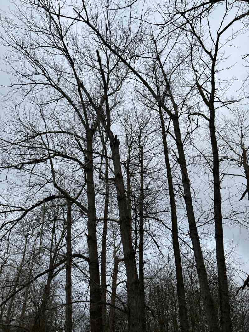 walking near me in Ingrebourne Hill in winter