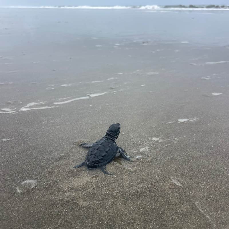 ClaynoFit Challenge tbird post image