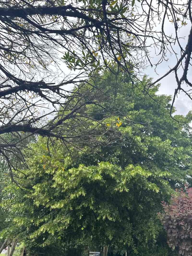 walking near me in Horsham Park in summer