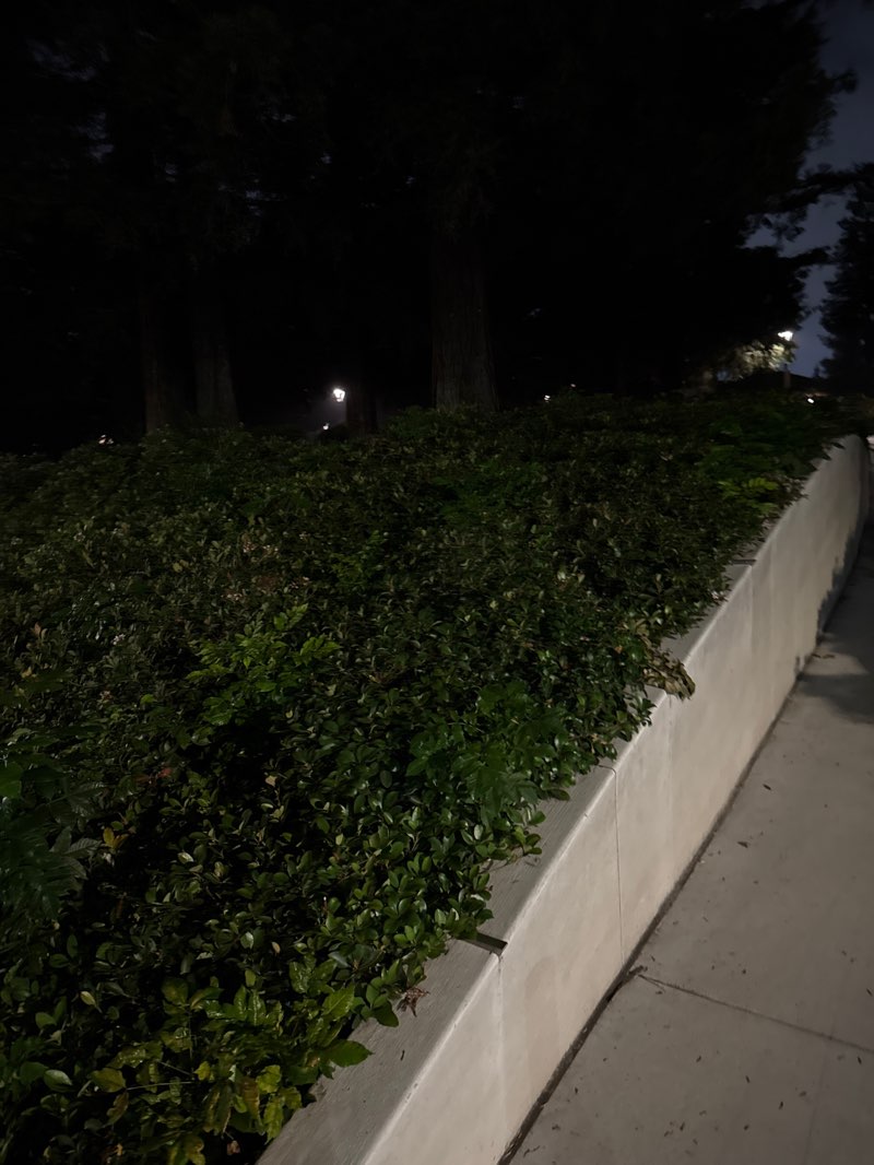 walking near me in Muwékma Park in winter