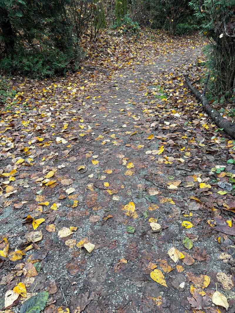 walking near me in Panorama Village Park in autumn