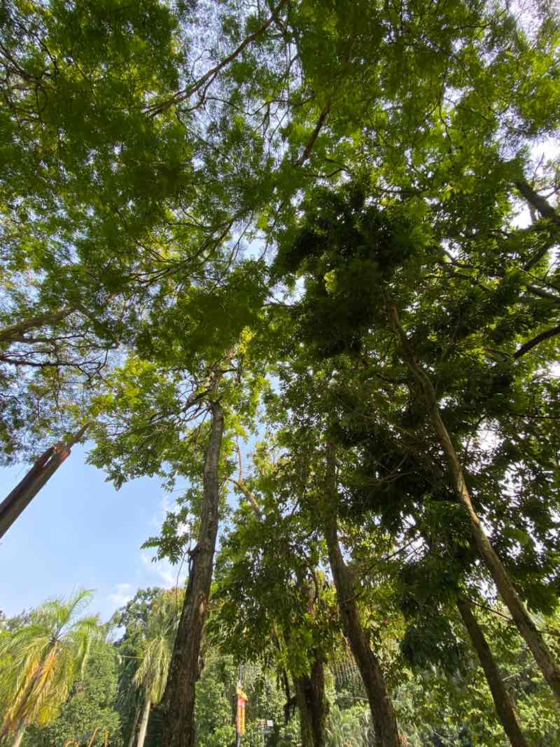 walking near me in Royal Klang Park in winter