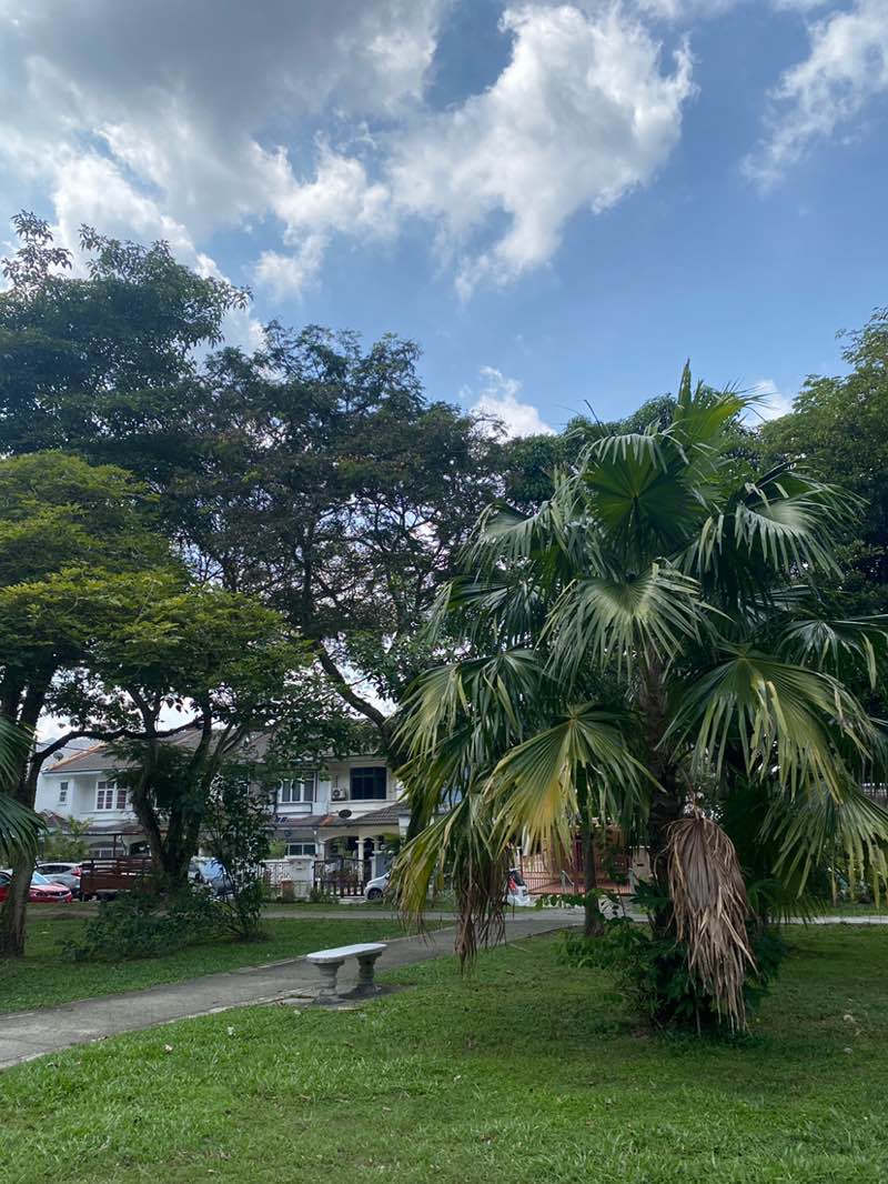 walking near me in Mayang Park in winter