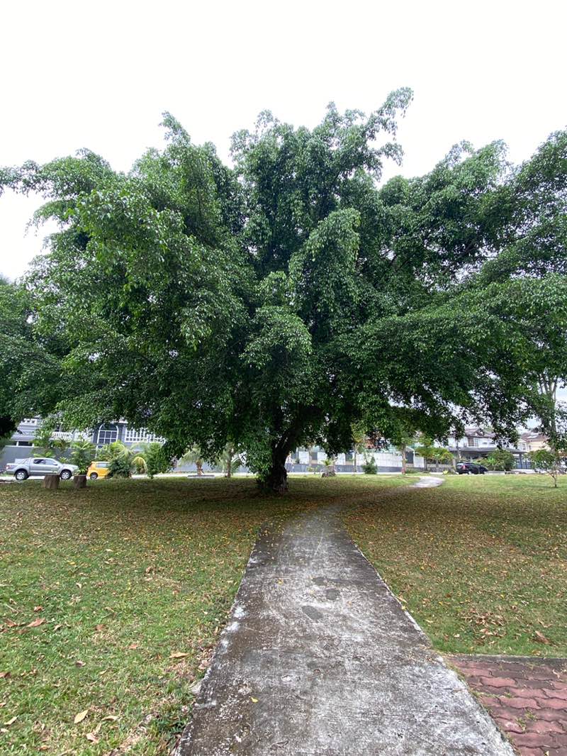 walking near me in USJ 2/6 Park in winter