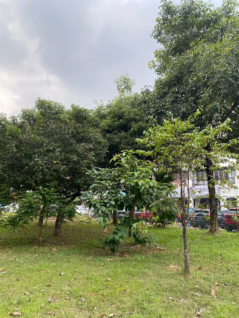 walking near me in USJ11 Park in winter