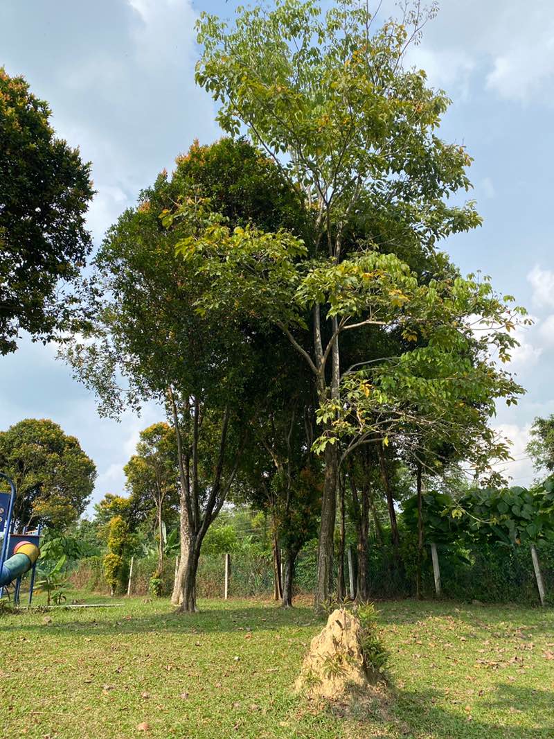 walking near me in Taman Sri Putra Mas Playground in winter