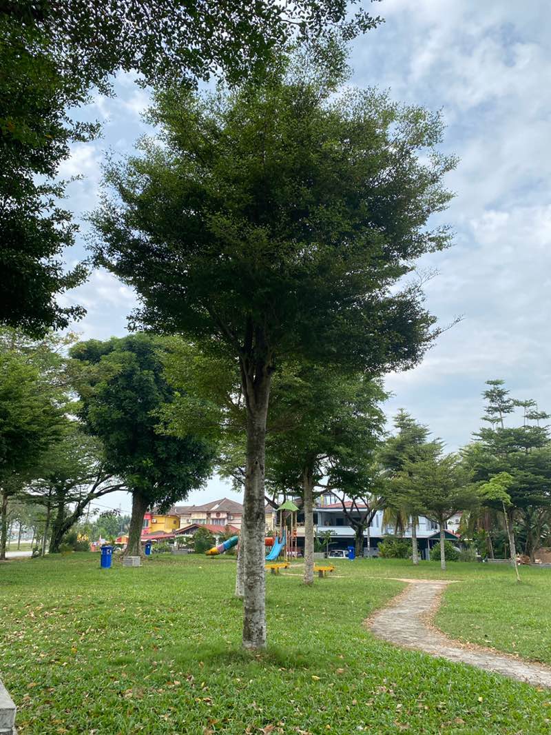 walking near me in Saujana Utama Park in winter