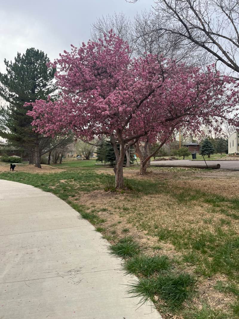 walking near me in Marge Roberts Park in spring