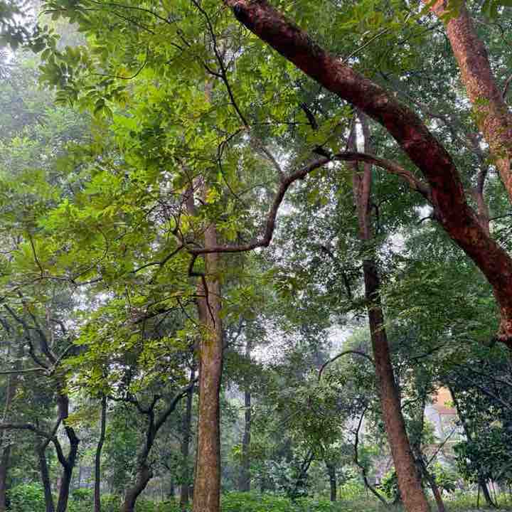 Phibro Step Challenge !! Mohammad Shah post image