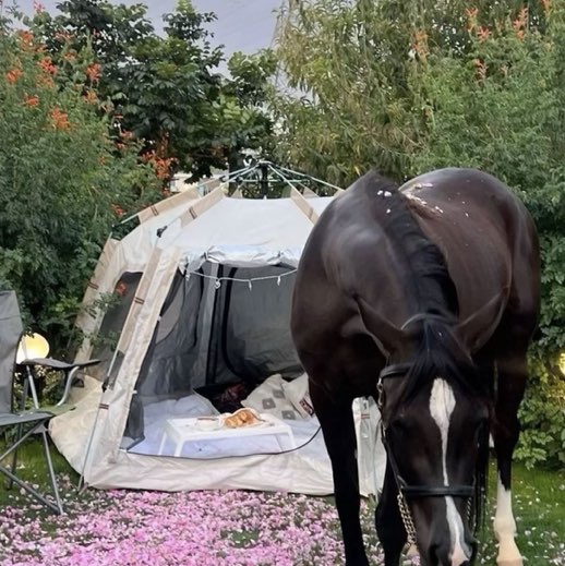 دلال / قبل ٧٥اخر وزن ٧٢ profile