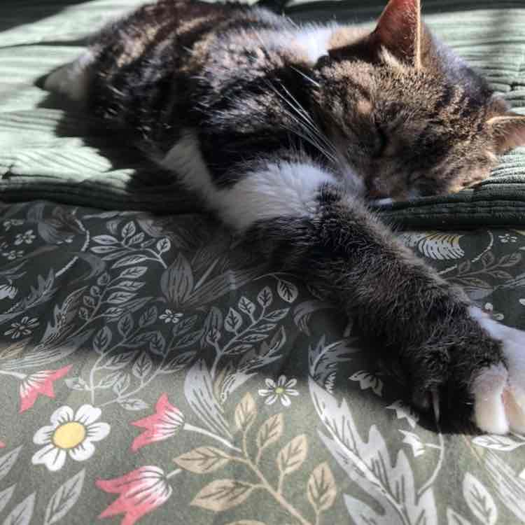 Bodhi post 1