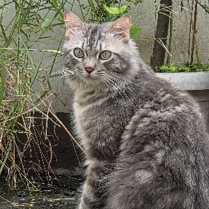 John Paul Samuel Chua profile