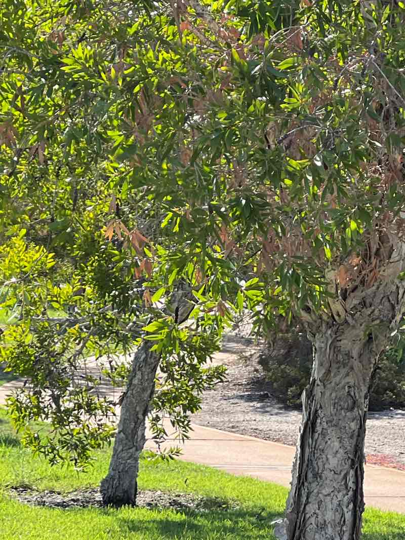 walking near me in Narin Park in summer