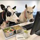 🐮脱脂牛马🐴