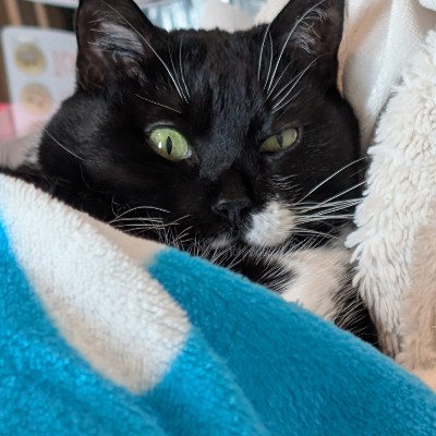 🎄Cats🎄 🇨🇦 Ari アリ post image