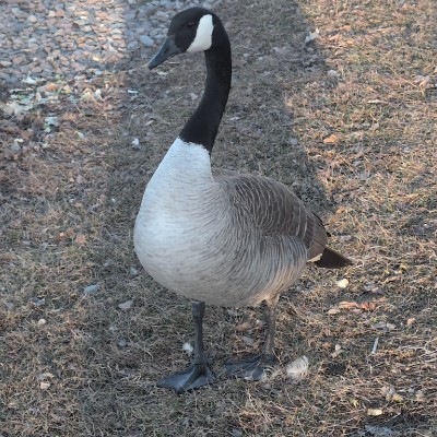 🇨🇦 Ari アリ post 3