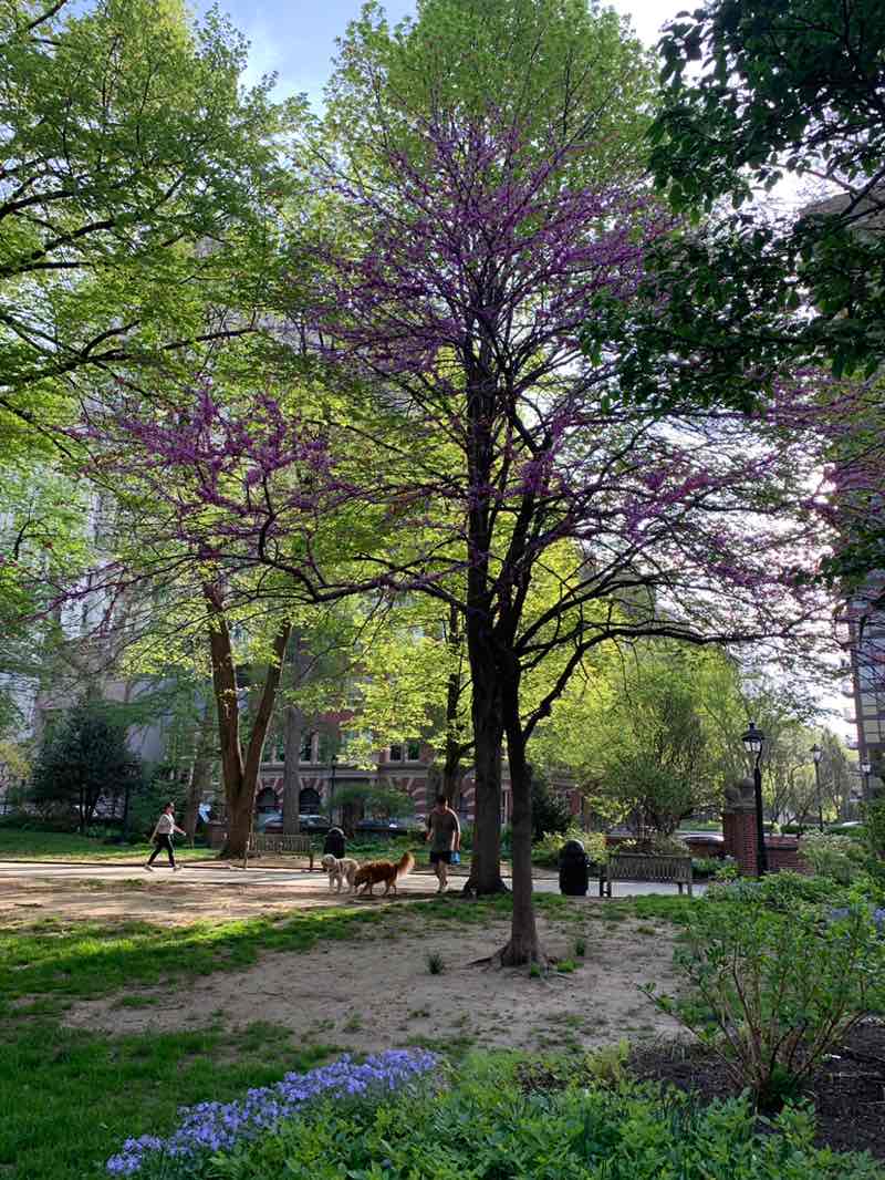 walking near me in Washington Square in spring